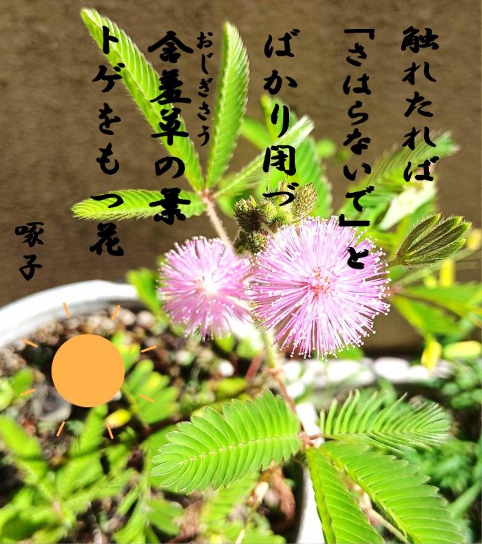 おじぎそう